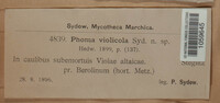 Phoma violicola image
